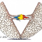 sfasieri