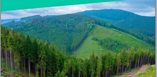 Dezrădăcinarea corupției din sectorul forestier necesită prevenție, nu numărarea cioatelor