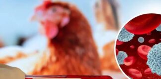 H5N1: un risc ignorat în România